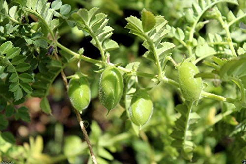 SCHWARZE Kichererbsen, (100 Samen) Aka Kala Chana, Kichererbsenbohnen & Gramm, Bio von SwansGreen