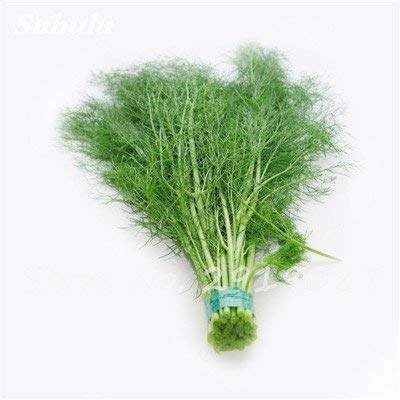 Swansgreen 10 : 100Pcs Europe Fragrant Bulb Fennel Seeds Organic Vegetable Rich Aroma Cooking Spices Anise Flavor Use In Soups,Salads,Stir-Fries 10 von SwansGreen