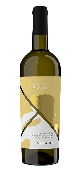 "Villa Angela" Verdicchio dei Castelli di Jesi DOC Classico 2023 von Velenosi