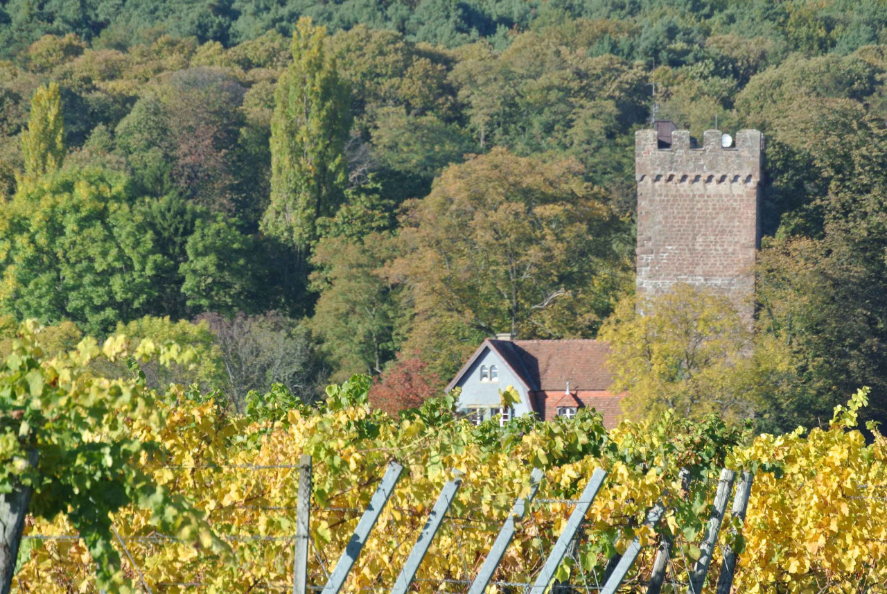 Die Pfalz im Glas – Großer Weinabend mit 12 Pfälzer Weinen von Vinocentral