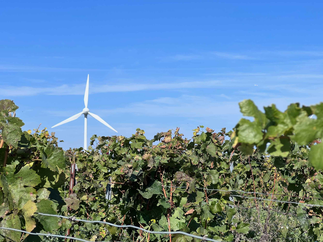 Hotspot deutscher Weinkultur – Großer Weinabend mit 12 rheinhessischen Weinen von Vinocentral