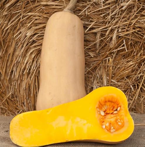 Butternut-Kürbis online beim Weingut Müller bestellen von Weingut Müller