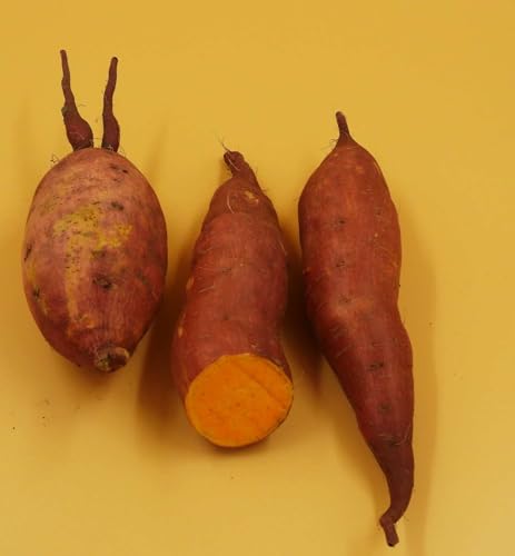 Weinhaus Müller Bornheim Frische orange Deutsche Süßkartoffeln aus eigenem Anbau I Sweet Potatoes von Weinhaus Müller Bornheim