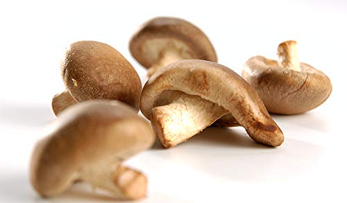 Shiitake-Pilze von amorebio