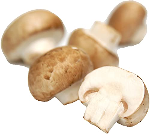 Stein-Champignon braun/weiß von amorebio