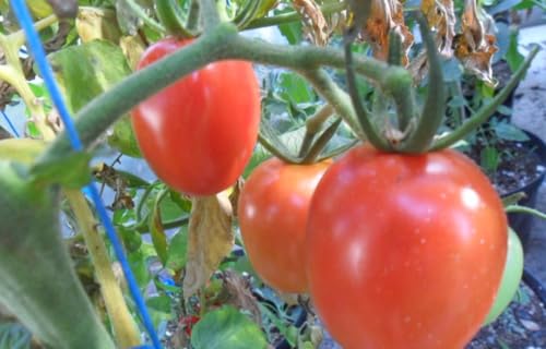 Cherry Romantika – Extremer Tomaten Ertrag-Genuss! von mediterranpiac