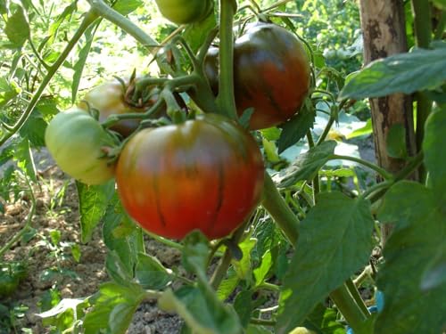 Große Weindorfer – Leckerer Brandywine Geschmack! von mediterranpiac