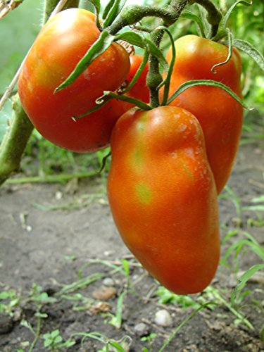 Jersey Devil Tomate – Einzigartige Flaschenform von mediterranpiac