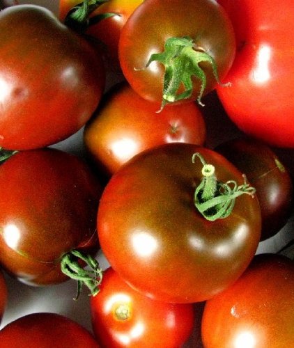 Prinz Tschernij Tomate – Eine historische russische Sorte! von mediterranpiac