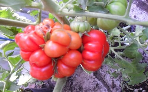 Reise-Siebenbürgen Tomate von mediterranpiac