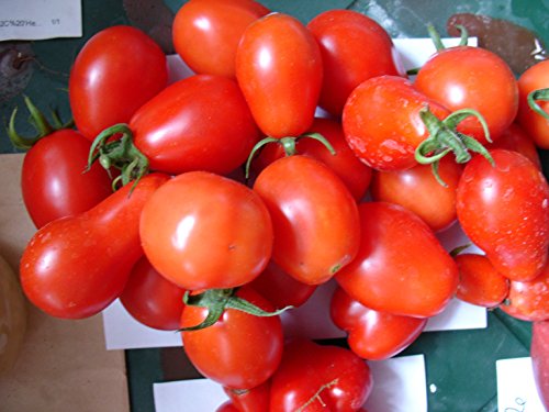 Tomate "Rotes Birnchen" – Frischer Geschmack aus Tradition von mediterranpiac