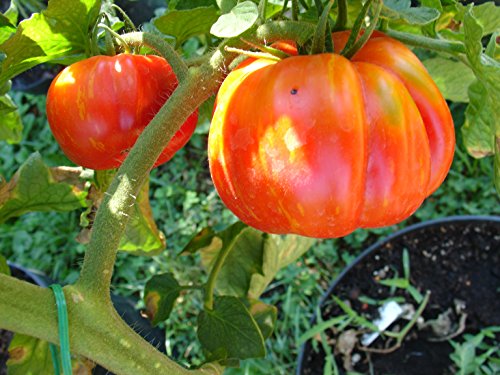 Tomate "Striped Cavern" – Die Paprikatomate von mediterranpiac