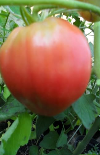 Ungarische Rosa-Ochsenherz Tomate – Samenkraft aus Tradition von mediterranpiac