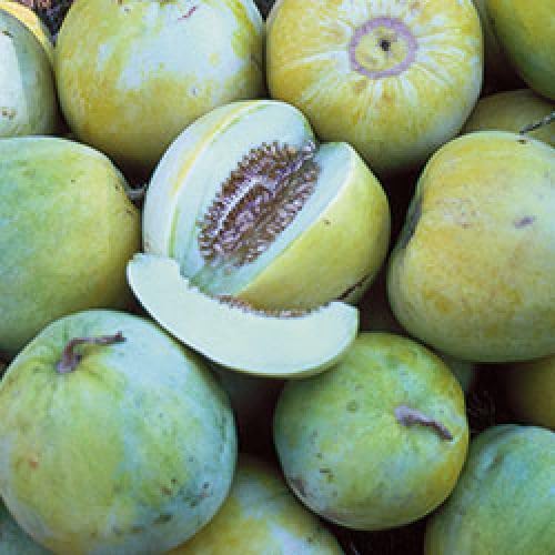 Ungarische Sonnenmelone, 10 Melonensamen von unserer Farm, schöne süße Früchte von mediterranpiac