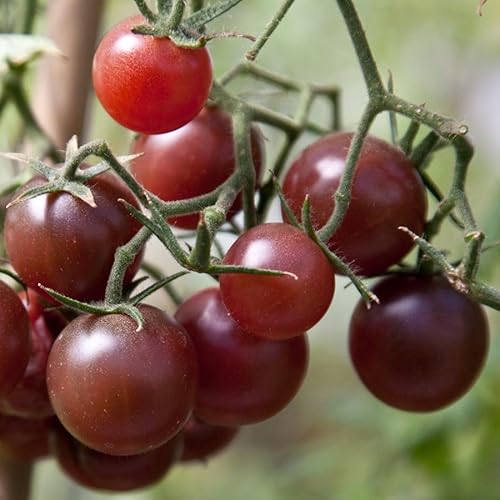 Ungarische Tomate "Schoko Cherry", fruchtiges Aroma von mediterranpiac