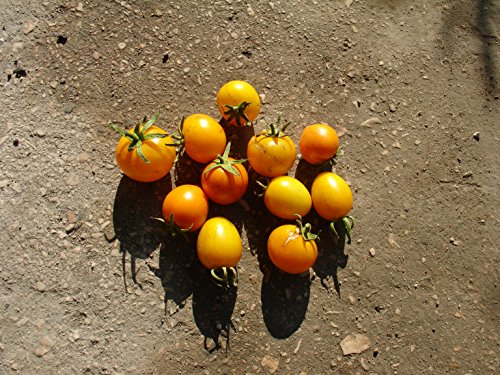 Wildtomate Ecuador Tomate "Galapagos" – Mittelgroße Cocktailtomate mit hohem Ertrag! von mediterranpiac