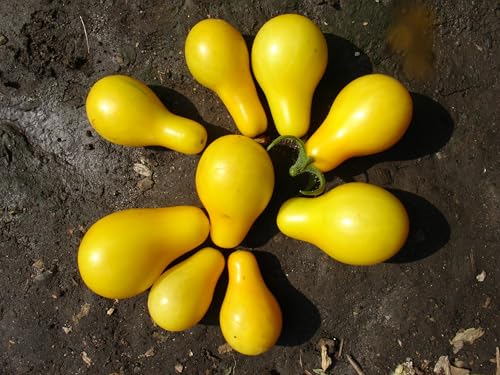 Yellow Pear Tomate – Fruchtiger Genuss in Birnenform von mediterranpiac