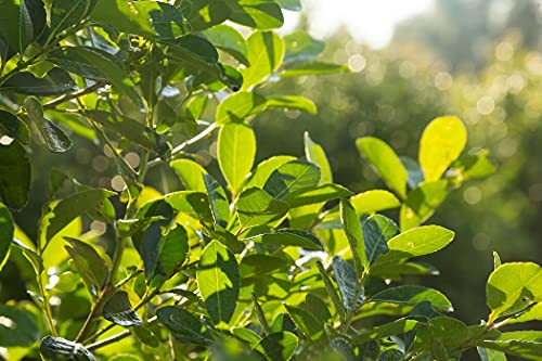 Mate Strauch - Ilex Paraguariensis - 20 Frische Samen - Für den berühmten Mate Tee von nicht verfügbar