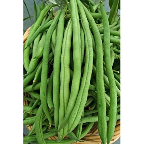 Keimfutter: Grüne Bohnen-Samen: Kentucky Wonder Pole Beans 100+ Certified Organic Seeds Frische von seedsown