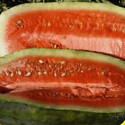 seedsown 1 Lb Kongo Wassermelone Samen von seedsown