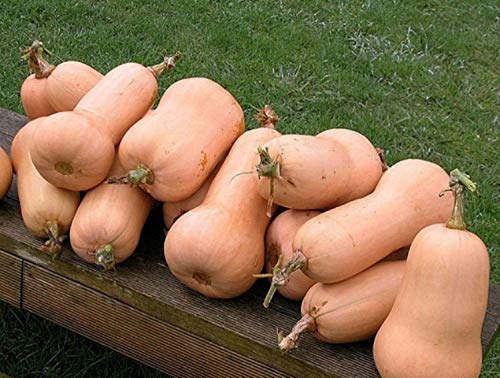 seedsown 30 Samen Squash- Waltham Butternut- Erbstück von seedsown