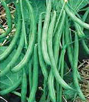 seedsown Bean, Burpee Stringless Grüne Bohne, Erbstück, Bio 20+ Samen Delicious Bean von seedsown