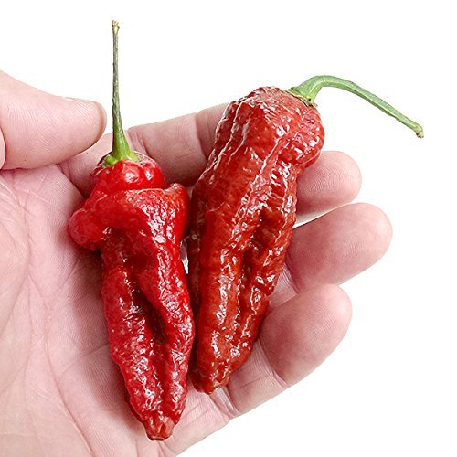 seedsown Big Bang Schokolade Naga Chili Samen x 10 von seedsown