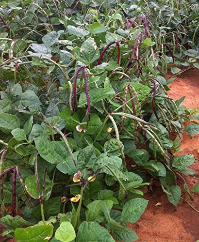 seedsown Big Boy Lila Hull Süd PEA Cowpea Garten Gemüse Hülsenfrucht - 25 Samen von seedsown