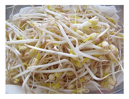 seedsown Bio KEIMUNG Seed - Mung Bean - 200gm - Bulk von seedsown