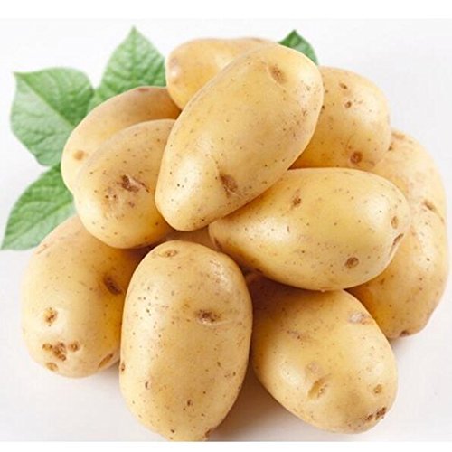 seedsown Kartoffelsamen Anti-Falten-Ernährung Grün Gemüse für Hausgärten Pflanzkartoffelsamen Absorbieren Radiation 10 Samen/Packung von seedsown