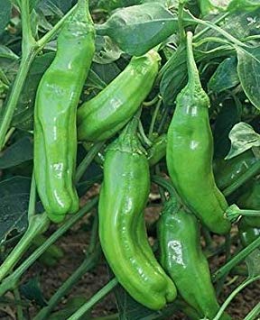 125 Seed of Golden Greek Pepperoncini - Hot Peppers von vegherb