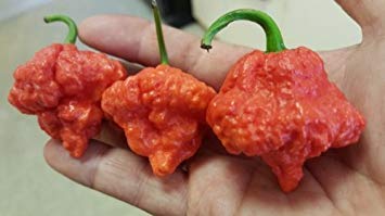 vegherb 1 Päckchen Ma Wartyx Variant Chile Samen Capsicum Chinense von vegherb