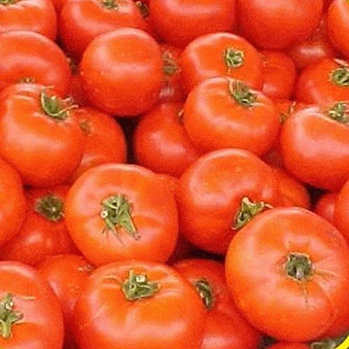 vegherb 1 Unze Ace 55 Tomate sät von vegherb