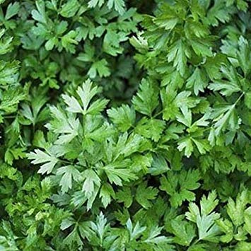 vegherb 1 Unze - Cilantro Herb Seed von vegherb