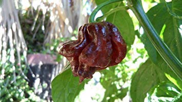 vegherb 10+ Seeds of Trinidad Schokolade Scorpion Capsicum Chinense von vegherb