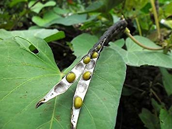 vegherb 10 Samen Mungbohne Brei Bean Munggo Grün Soy Vigna Radiata F96 Köstliche Sprout von vegherb