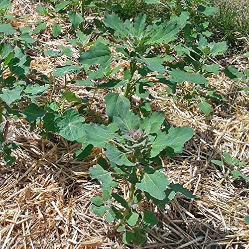 vegherb 125 Samen der Apellewa Quinoa - Chenopodium Quinoa von vegherb