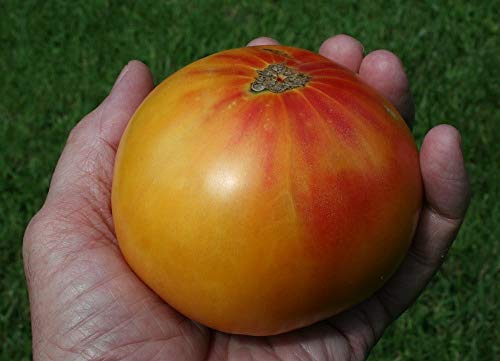 vegherb 1600 Samen der altdeutschen Tomate von vegherb