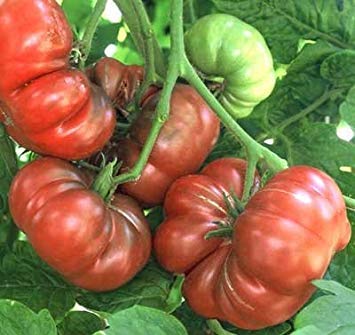 vegherb 250 Seeds of Lila Calabash - Tomaten Schwarz von vegherb