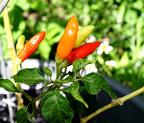 vegherb 60X Tabasco Pepper Samen | Pikante Hot Sauce Chili von vegherb