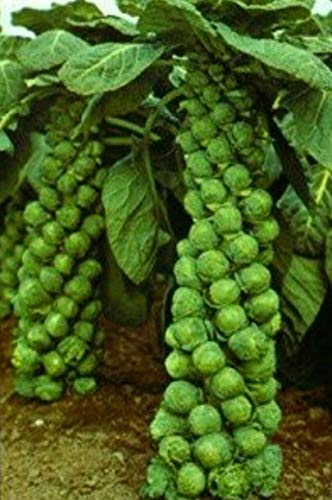 vegherb Long Island Brussel Sprout-1000 Gemüsesamen-Non gentechnik offen befruchteten von vegherb