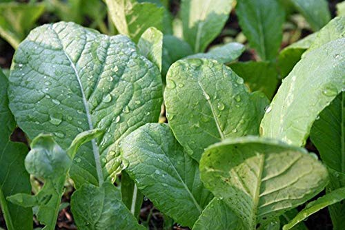 vegherb Mustard Greens, Tendergeen Samen, Orangic, Nicht ohne Gentechnik, 200 Samen pro Packung von vegherb