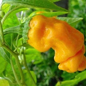 vegherb Neue 100 PC/Beutel bunten Pfeffer Hot Capsicum Annuum Balkon Zier Super-Chili Gemüse Mini-Garten Decor Yellow 1 (Seeds Only) von vegherb