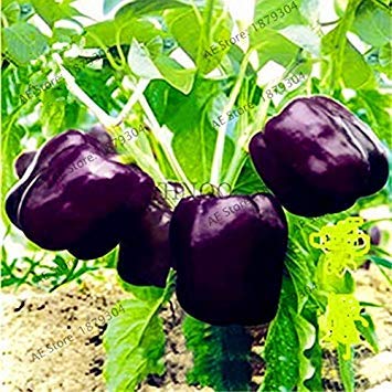 vegherb New 200Pcs / Beutel Süße Pickle Pfeffer, Gemüse Flores Nicht ohne Gentechnik, Bonsai Pfeffer wie für Hausgarten Dark Purple (Seeds Only) von vegherb