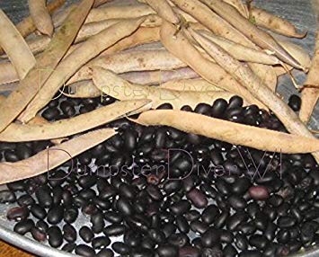 vegherb Schwarze Schildkröte/Adzuki Bohnen 35+ Seeds Köstliche Spanish Lieblings Organic Nicht-GVO von vegherb